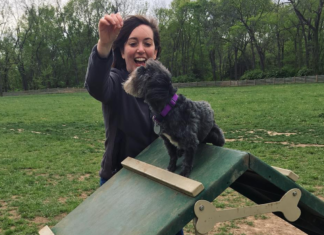 Affen Tzu Dog Breed: Everything You Need to Know